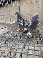 Takla çakmaklı, Dieren en Toebehoren