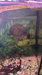 Tortues d'eau à donner, Enlèvement