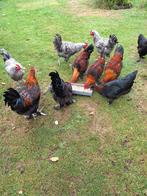 Jonge marans kweek hanen, Dieren en Toebehoren, Pluimvee