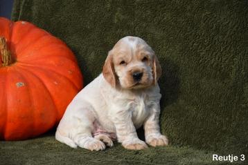 Heel mooie Engelse Cocker pups 