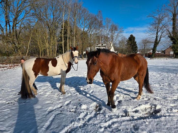 Recreatie paard, Animaux & Accessoires, Chevaux