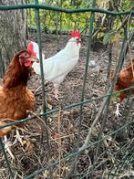Haan, Dieren en Toebehoren