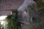 Cavia kot 2mx1m, Ophalen, Zo goed als nieuw, Kooi, Cavia