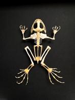 Véritable Squelette de grenouille FEJERVARYA LIMNOCHARIS, Reptile ou Amphibien, Animal empaillé, Enlèvement ou Envoi, Neuf