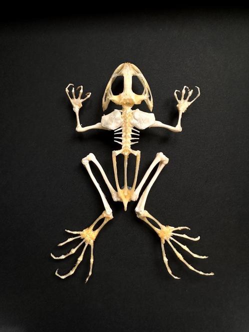 Véritable Squelette de grenouille FEJERVARYA LIMNOCHARIS, Collections, Collections Animaux, Neuf, Animal empaillé, Reptile ou Amphibien