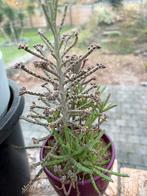 kalanchoe delagoensis, Huis en Inrichting, Kamerplanten, Ophalen