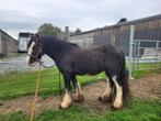 Jonge knutselruin, Dieren en Toebehoren, Pony's, Ruin, 3 tot 6 jaar, C pony (1.27m tot 1.37m), Gechipt