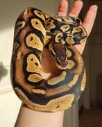 Pastel blackhead DH Ghost/DG - Python regius, Serpent, Domestique, 3 à 6 ans
