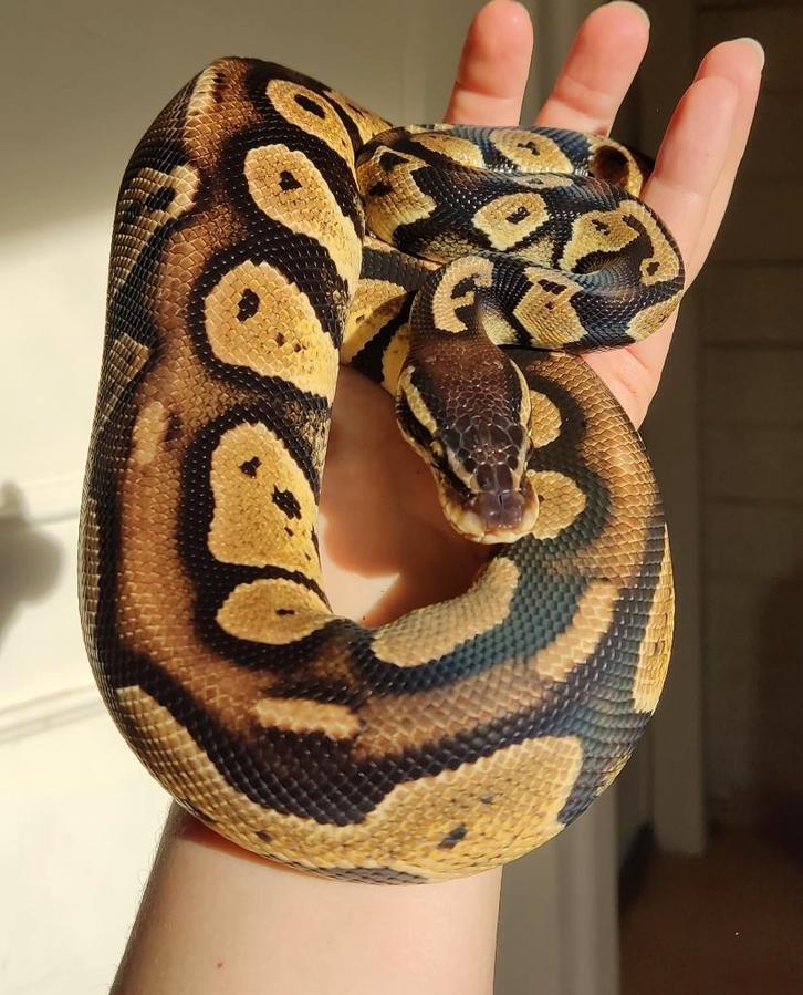 Pastel blackhead DH Ghost/DG - Python regius, Animaux & Accessoires, Reptiles & Amphibiens, Serpent, 3 à 6 ans, Domestique