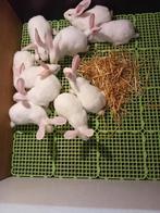 slachtkonijnen, Dieren en Toebehoren, Meerdere dieren, Middelgroot