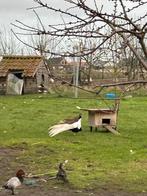 Witte fazanten, Dieren en Toebehoren