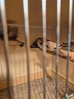 Jonge zebravinken groot formaat