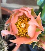Winterharde cactussen, Ophalen