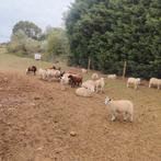 Mooie schapen, Schaap, 0 tot 2 jaar