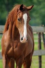 Springpaard gezocht!, Dieren en Toebehoren, Paarden, Merrie, Onbeleerd, Springpaard