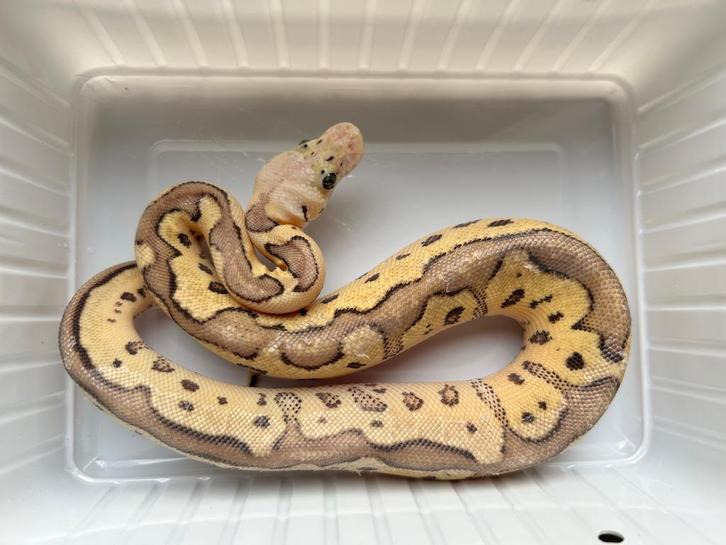 1.0 ball python - pastel lemon pastel clown pos fire, Dieren en Toebehoren, Reptielen en Amfibieën, Slang, 0 tot 2 jaar, Tam