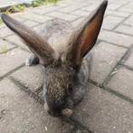 Mooie Duitse Reuzen ., Dieren en Toebehoren, Konijnen