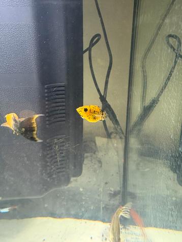 Bonjour platy et porte etpe, Enlèvement ou Envoi