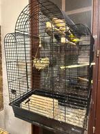 Kooi tekoop, Dieren en Toebehoren, Ophalen