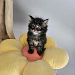 Maine coon xxl kittens met kampioen stamboom Russisch lijn, Dieren en Toebehoren, Katten en Kittens | Raskatten | Langhaar, Meerdere dieren