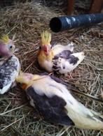 te koop valkparkieten, Dieren en Toebehoren, Geslacht onbekend, Parkiet