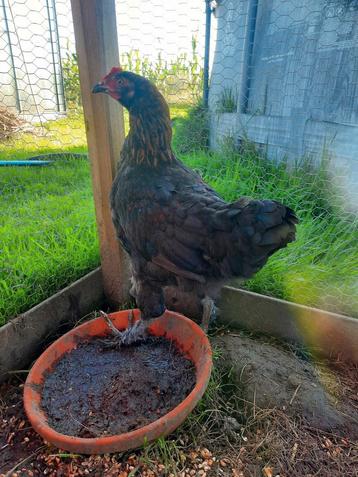 Marans koperhals  beschikbaar voor biedingen