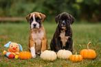 Mooie boxer pups, België, Overige rassen, CDV (hondenziekte), 8 tot 15 weken
