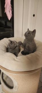 Raszuivere Britse korthaar kittens, Dieren en Toebehoren, Katten en Kittens | Raskatten | Korthaar, Meerdere dieren, Ontwormd