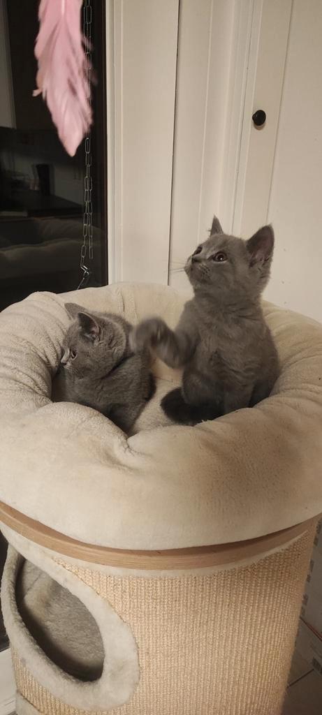 Raszuivere Britse korthaar kittens, Dieren en Toebehoren, Katten en Kittens | Raskatten | Korthaar, Meerdere dieren, 0 tot 2 jaar