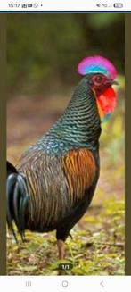 Gratis dierenopvang, Dinde