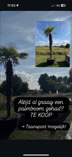 PALMBOOM, Verzenden, Zo goed als nieuw