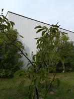 Notenbomen, Ophalen, In pot