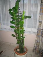A vendre, plantes d'ornement, Ombre partielle, En pot, Plante verte, 150 à 200 cm