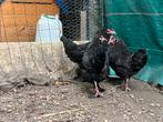 poules marans, Kip