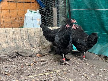 poules marans beschikbaar voor biedingen