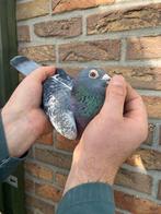 Gebroeders Janssens Arendonk doffer ‘24, Dieren en Toebehoren, Mannelijk, Postduif