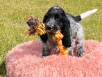 Schimmelkleurige engelse cocker spaniel pups, Dieren en Toebehoren, België, CDV (hondenziekte), 8 tot 15 weken, Meerdere