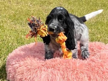 Schimmelkleurige engelse cocker spaniel pups beschikbaar voor biedingen