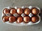 eieren, Dieren en Toebehoren, Pluimvee