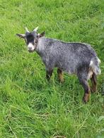 Dwerggeit bokje, Animaux & Accessoires, Moutons, Chèvres & Cochons, Mâle, Chèvre, 0 à 2 ans