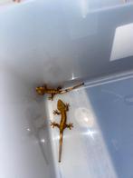 Jeune gecko à crête, Comme neuf