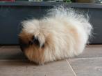2 ch teddy, castraat gladhaar, Dieren en Toebehoren, Knaagdieren, Maart, Meerdere dieren, Cavia