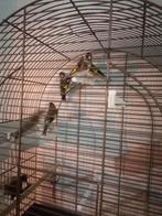 3 vogels prava marocaine 9 mois, Animaux & Accessoires, Oiseaux | Perruches & Perroquets