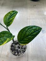 Monstera Peru Aurea Variegata, Huis en Inrichting, Kamerplanten, Ophalen of Verzenden