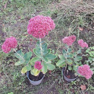 Sedum vaste plant, Enlèvement, Automne, Plante fixe
