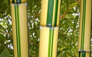 Phyllostachys Vivax Aureocaulis