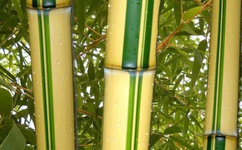 Phyllostachys Vivax Aureocaulis, Tuin en Terras, Planten | Tuinplanten, Vaste plant, Overige soorten, Volle zon, Bloeit niet, Ophalen