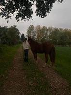 Buitenrit maatje gezocht, Dieren en Toebehoren, Stalling en Weidegang