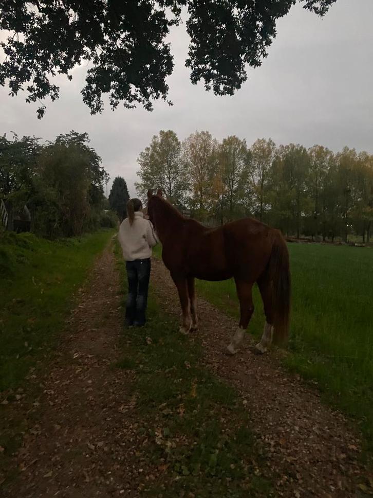 Buitenrit maatje gezocht, Dieren en Toebehoren, Stalling en Weidegang