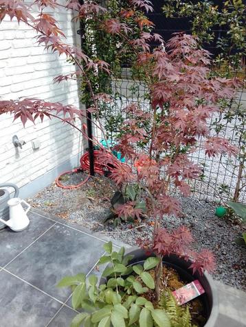 Érable japonais en pot, Enlèvement, En pot